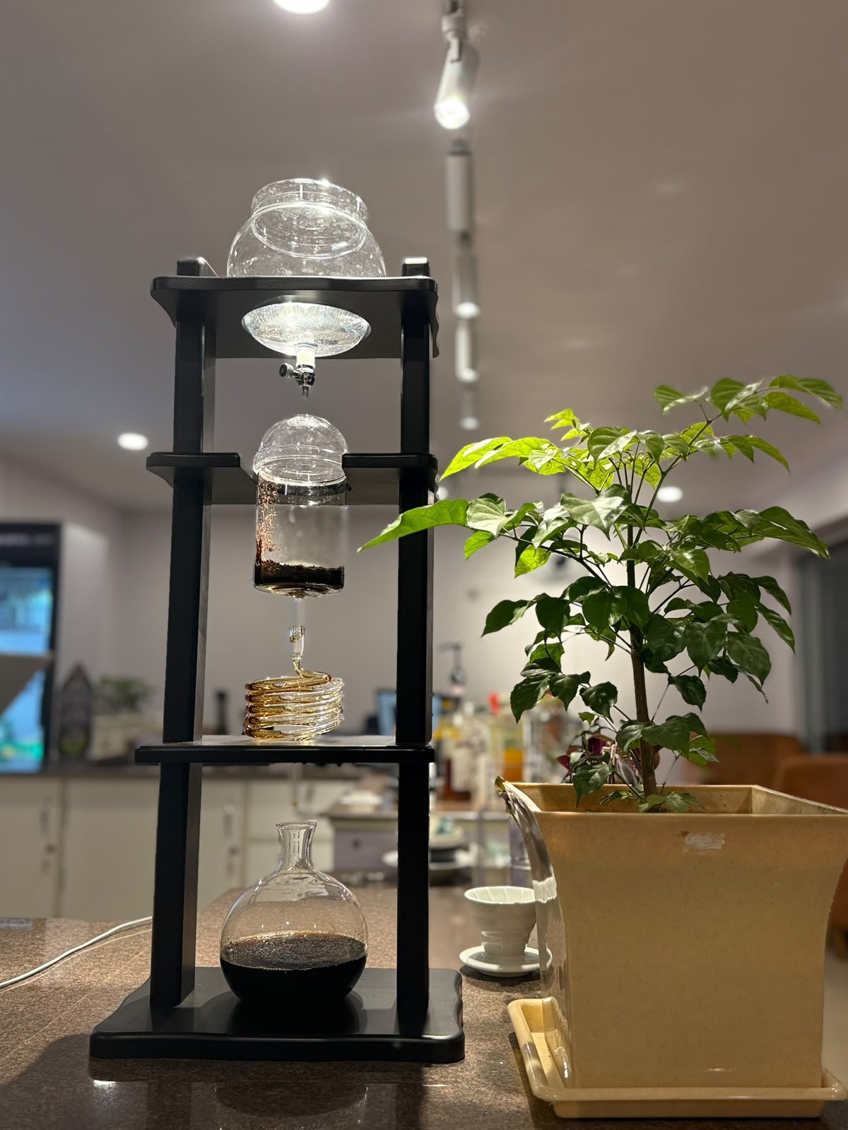 Cold drip tower at the counter